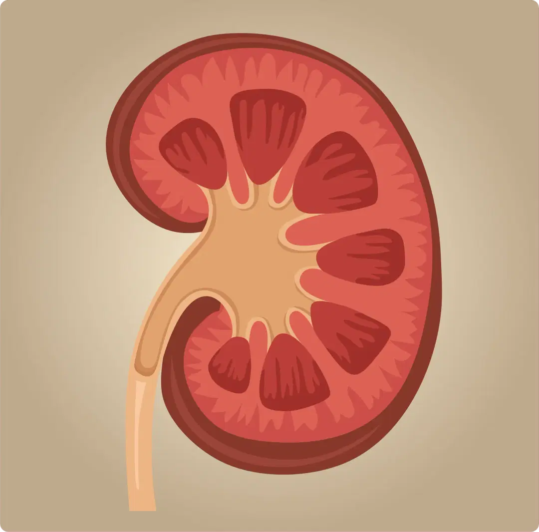 Liver Transplantation Surgery Illustration