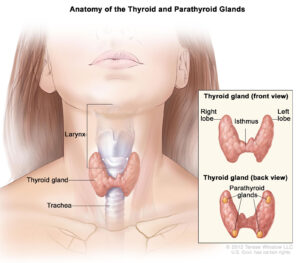 thyroidectomy surgery